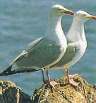 Mouettes bretonnes